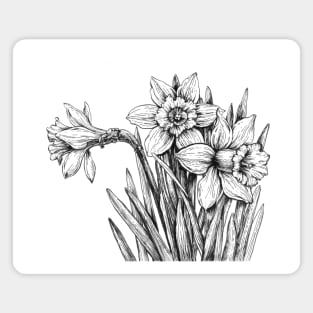 Daffodils ink drawing Magnet